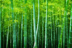 Beautiful bamboo forest, Soft green bamboo forest with young Bamboos.
