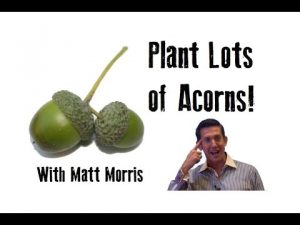 Plant Lots Of Acorns