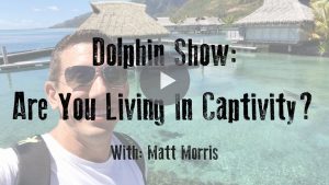 Dolphin Show: Are You Living In Captivity?