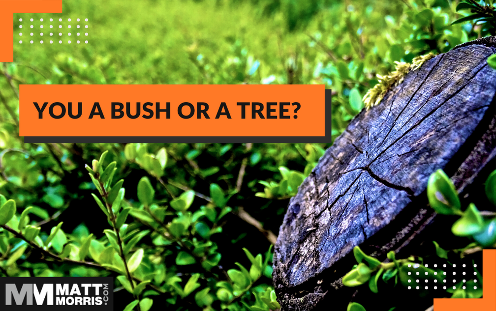How do you move from a bush to a tree?