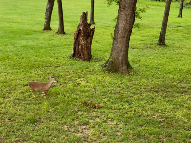 Small deer at the lake house